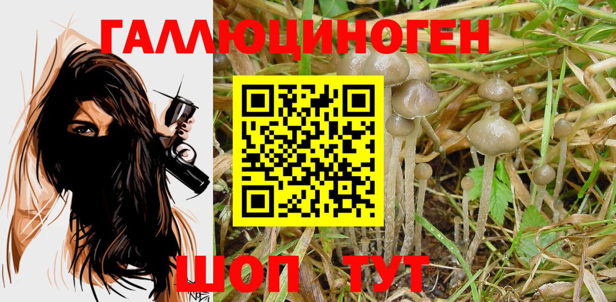 Псилоцибиновые грибы GOLDEN TEACHER Каменск-Шахтинский
